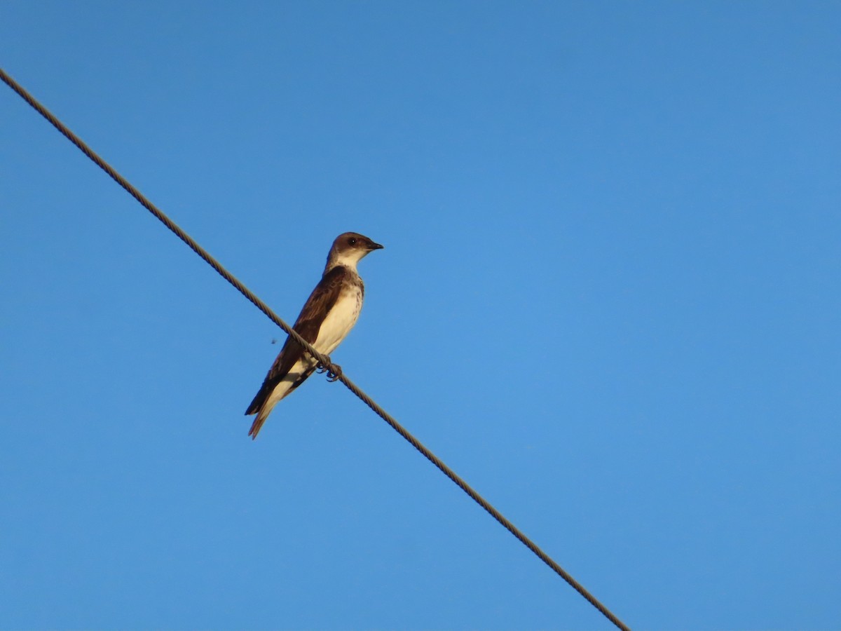 Brown-chested Martin - ML646414335