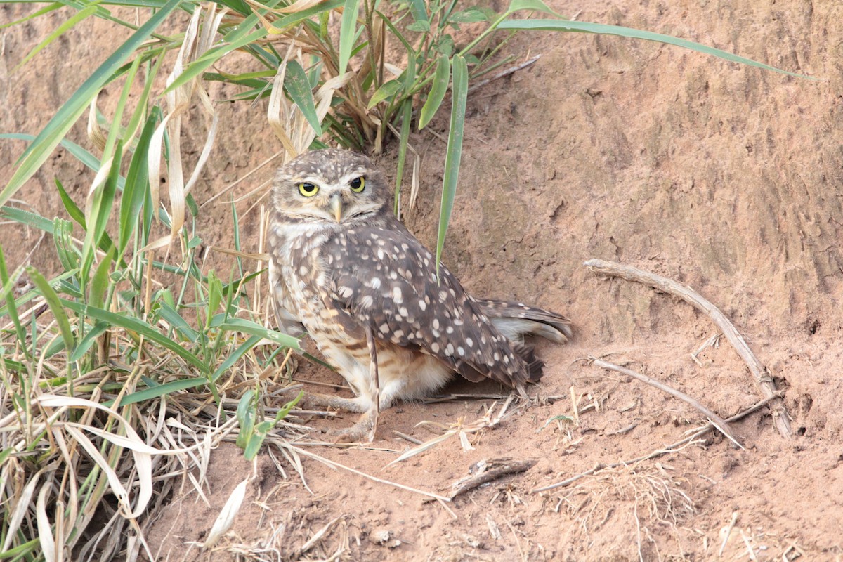 Burrowing Owl - ML646414336