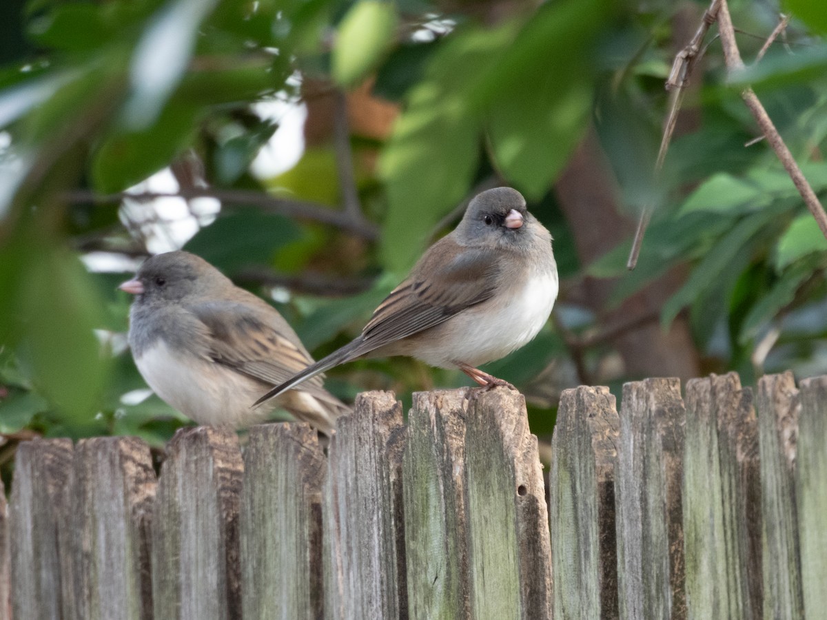 Dark-eyed Junco - ML646414337