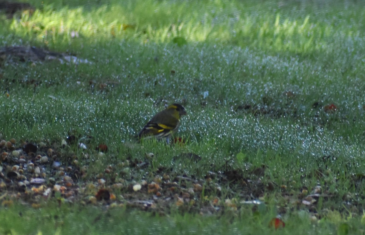 黃雀 - ML646414338