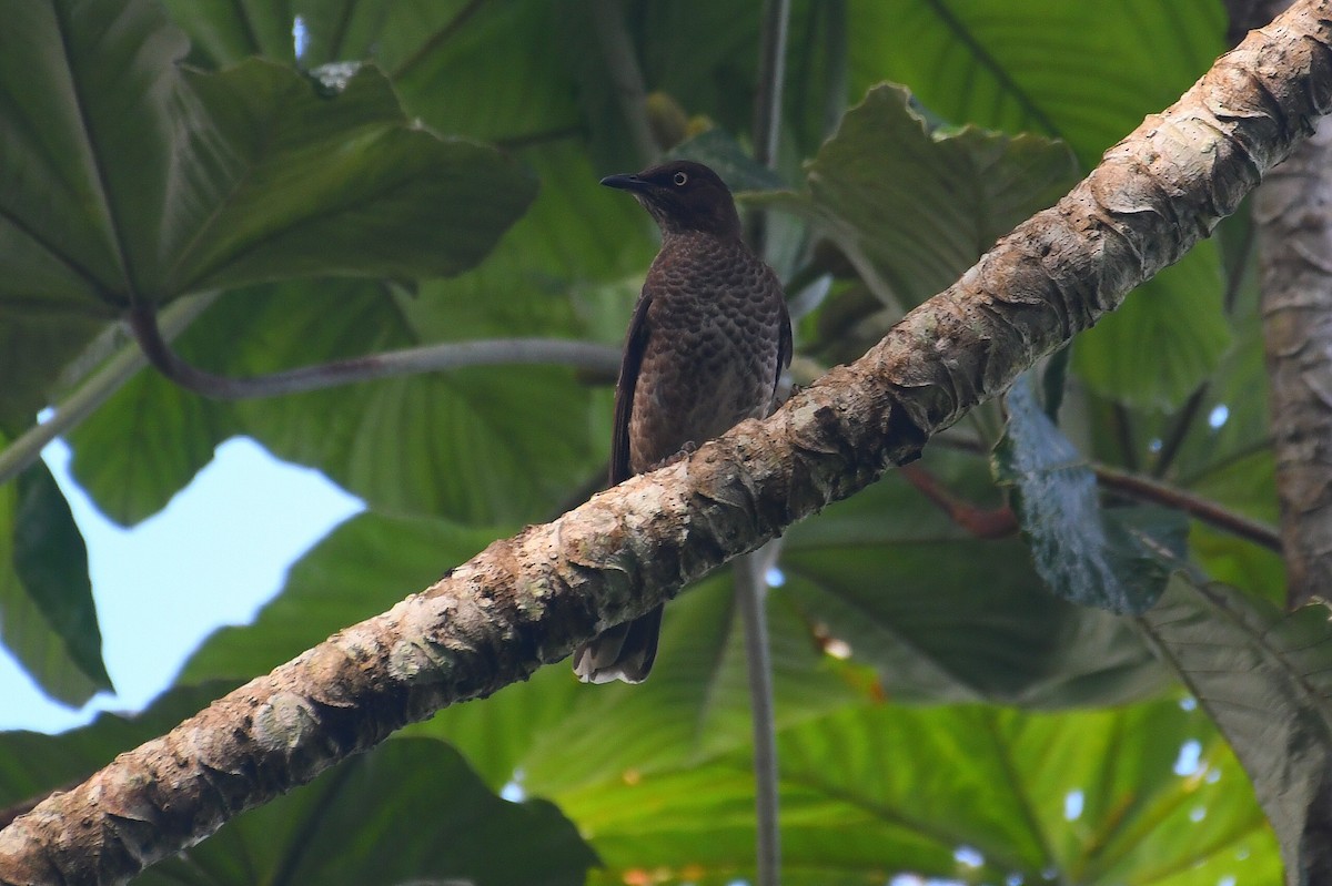 Scaly-breasted Thrasher - ML646414339