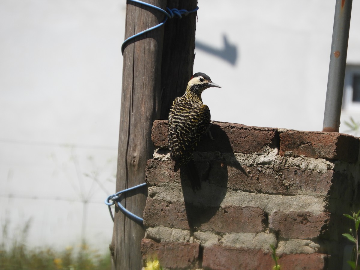 Green-barred Woodpecker - ML646414340