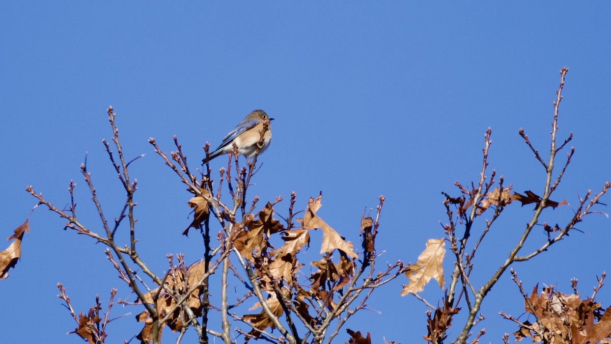 Eastern Bluebird - ML646414341
