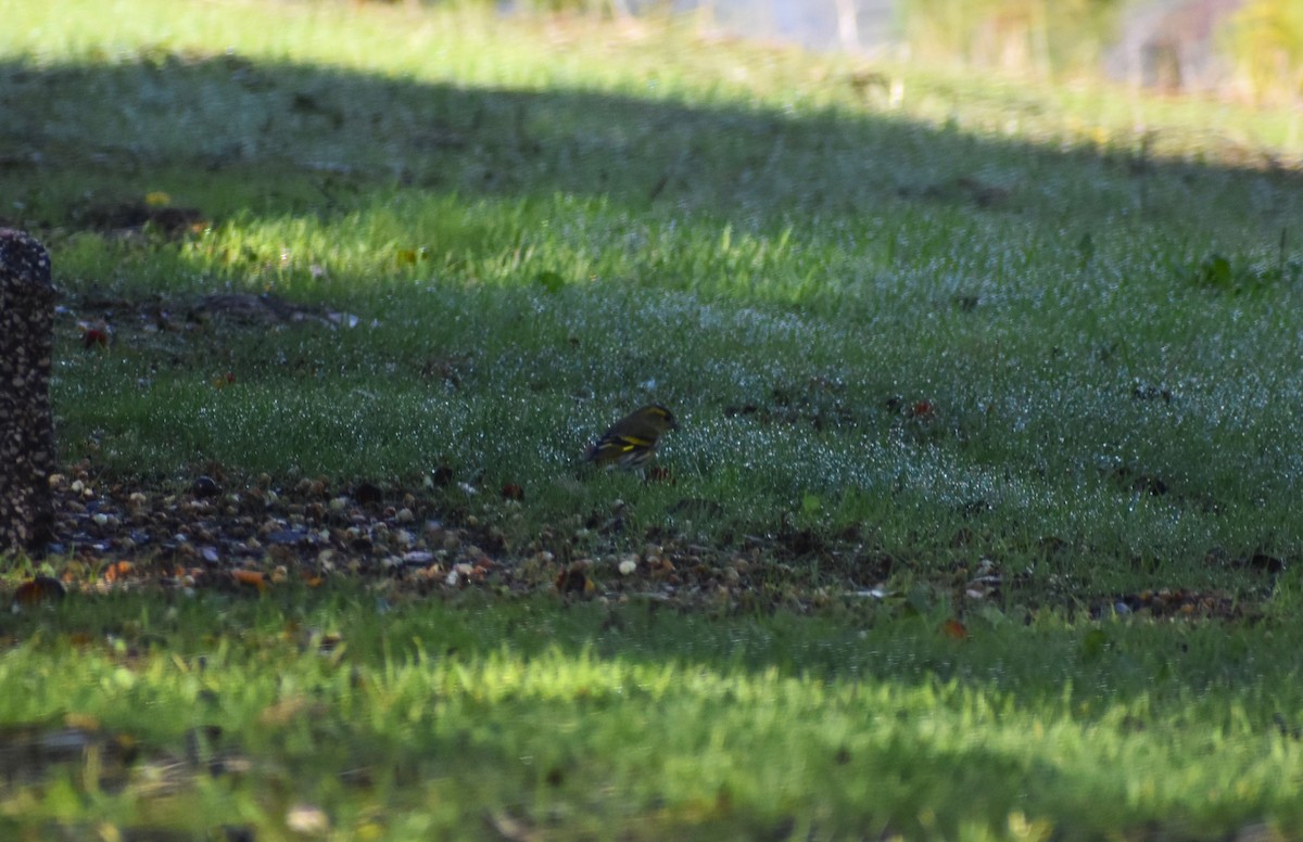 黃雀 - ML646414342