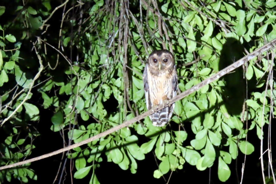 Mottled Owl - ML646414344