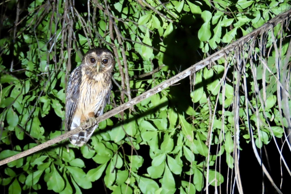 Mottled Owl - ML646414345