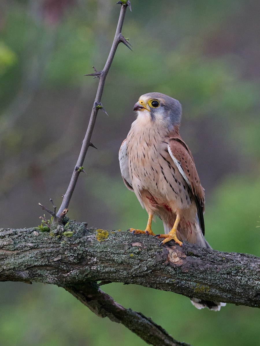 紅隼 - ML646414347