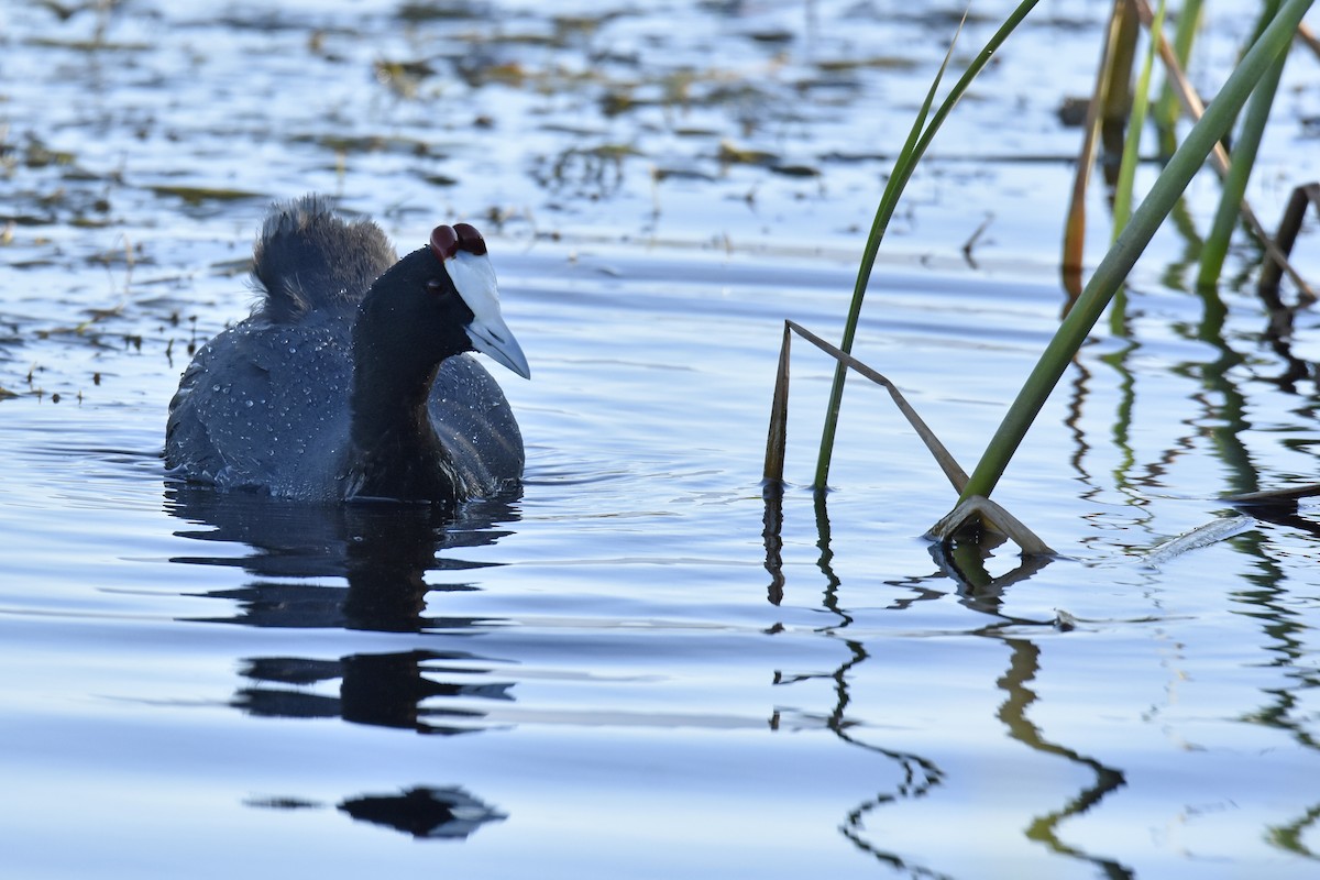 Red-knobbed Coot - ML646414348
