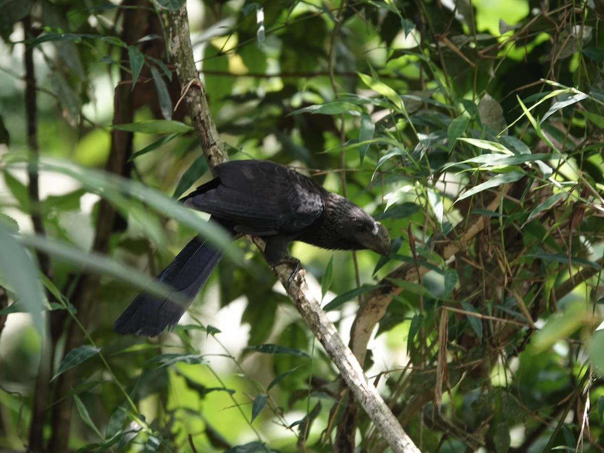 Smooth-billed Ani - ML646414350