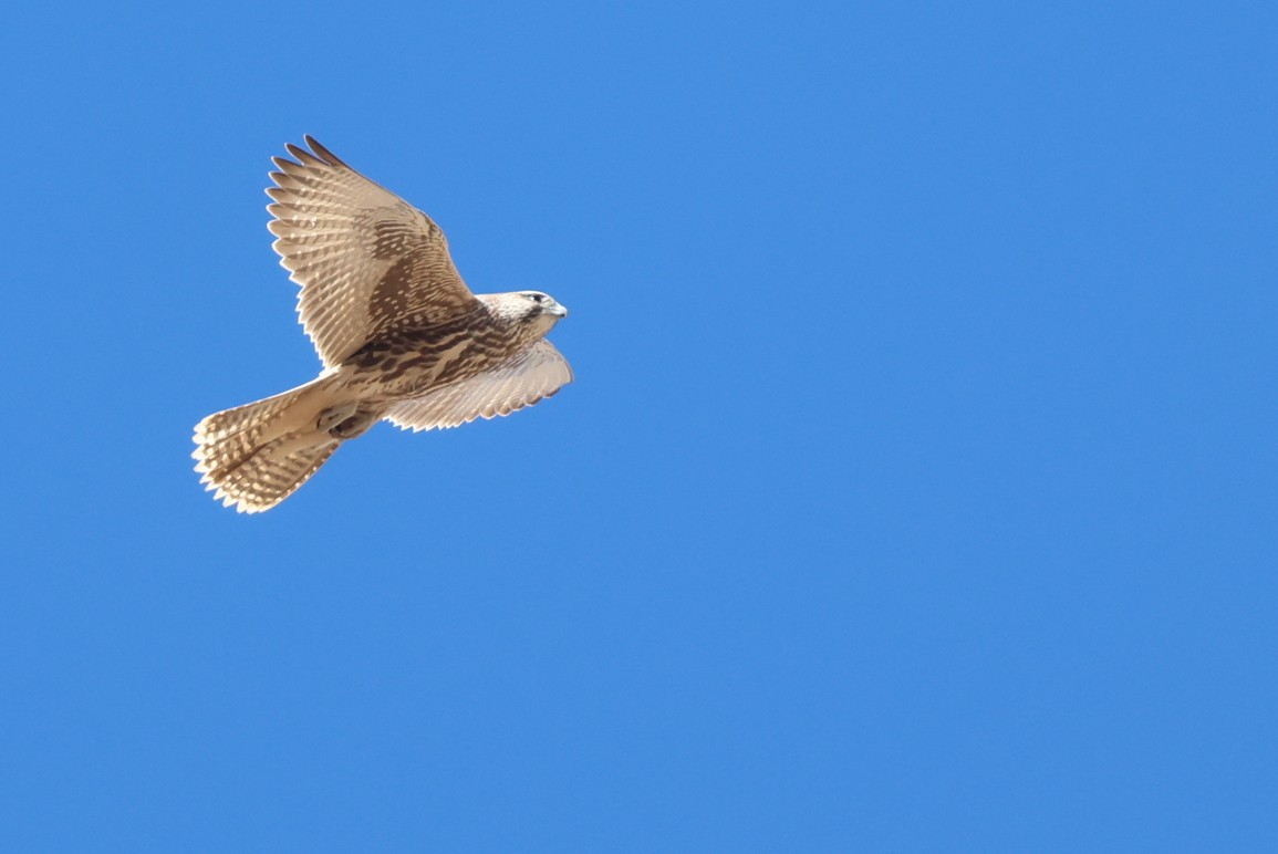 raroh velký - ML646414351