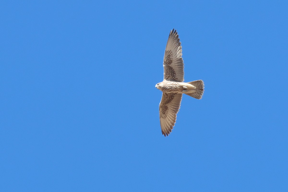 raroh velký - ML646414352