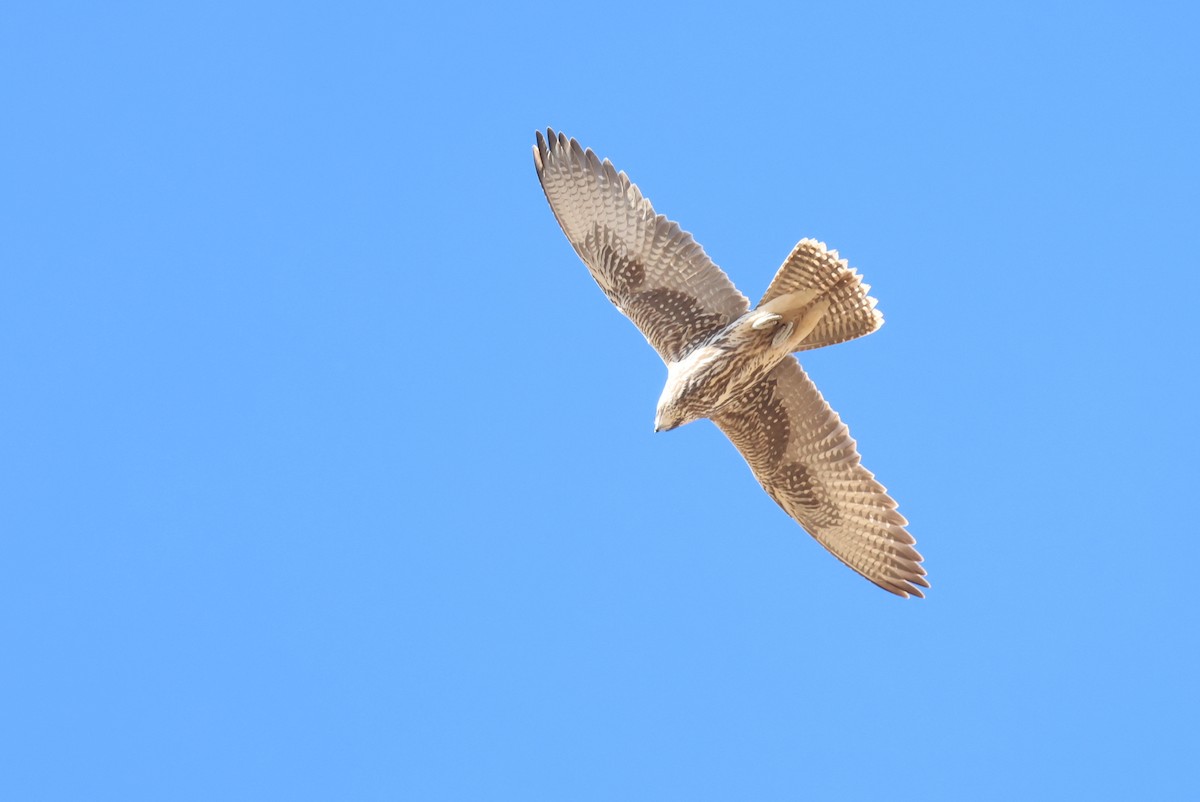 raroh velký - ML646414355