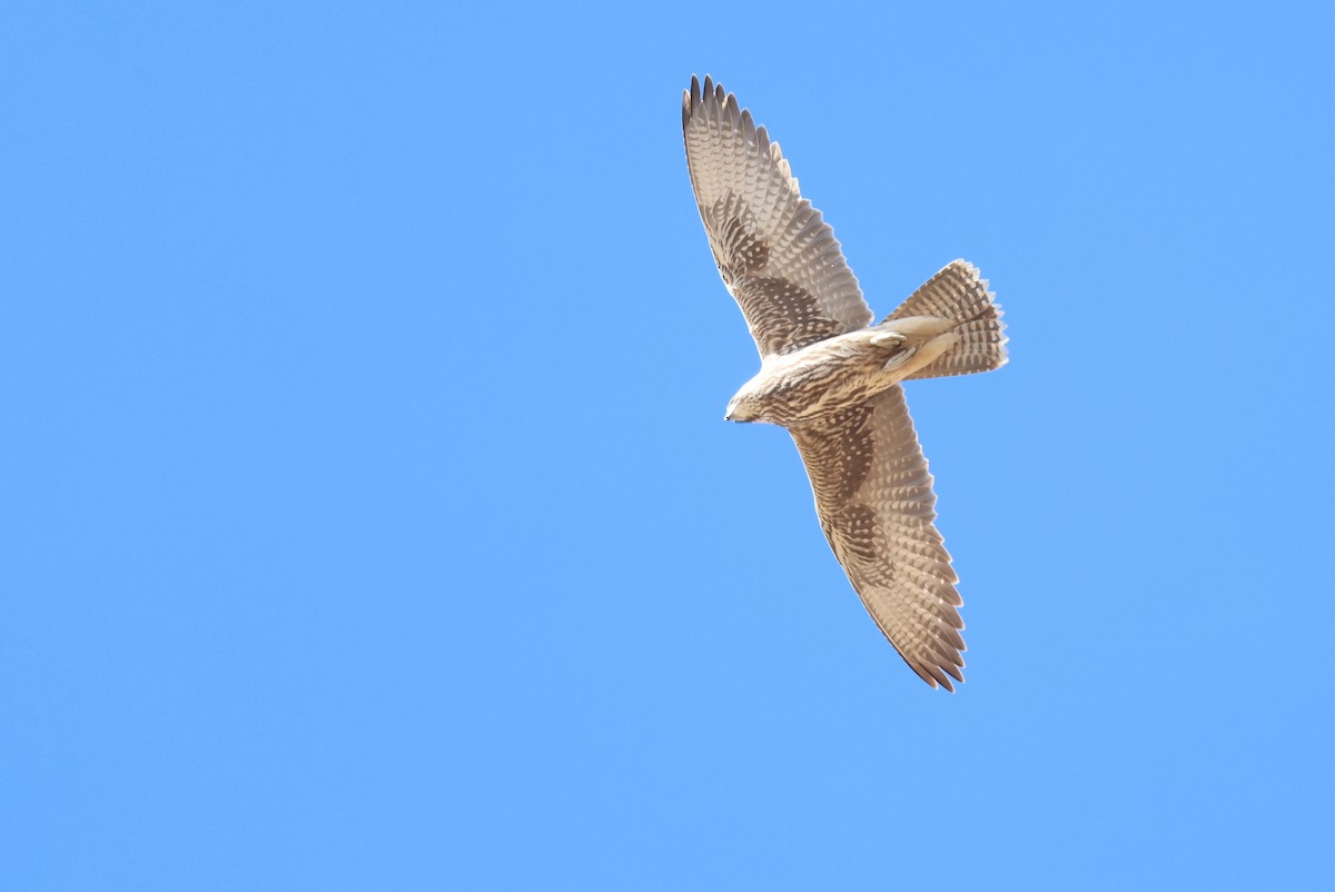 raroh velký - ML646414356