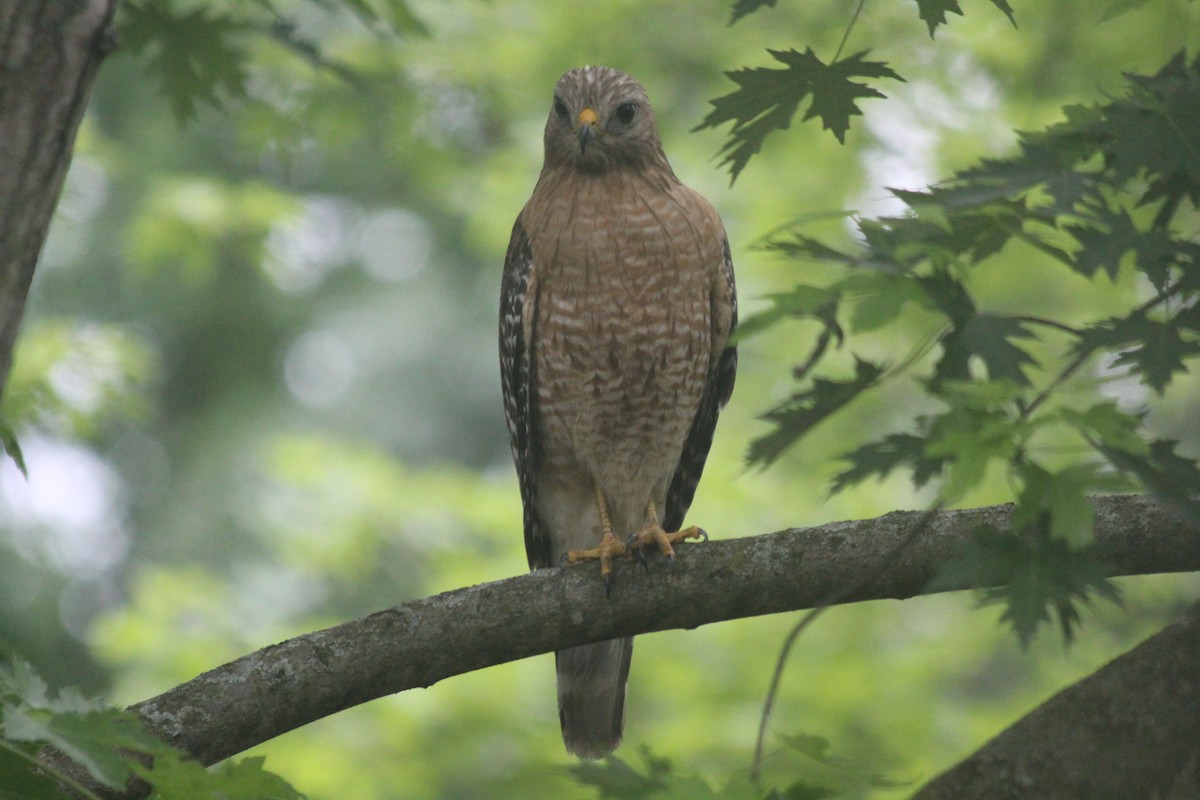 Red-shouldered Hawk - ML646414357