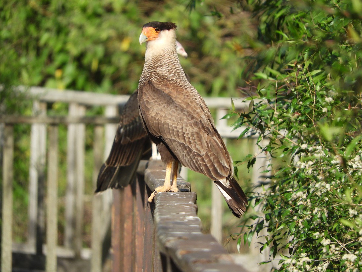 Crested Caracara - ML646414358