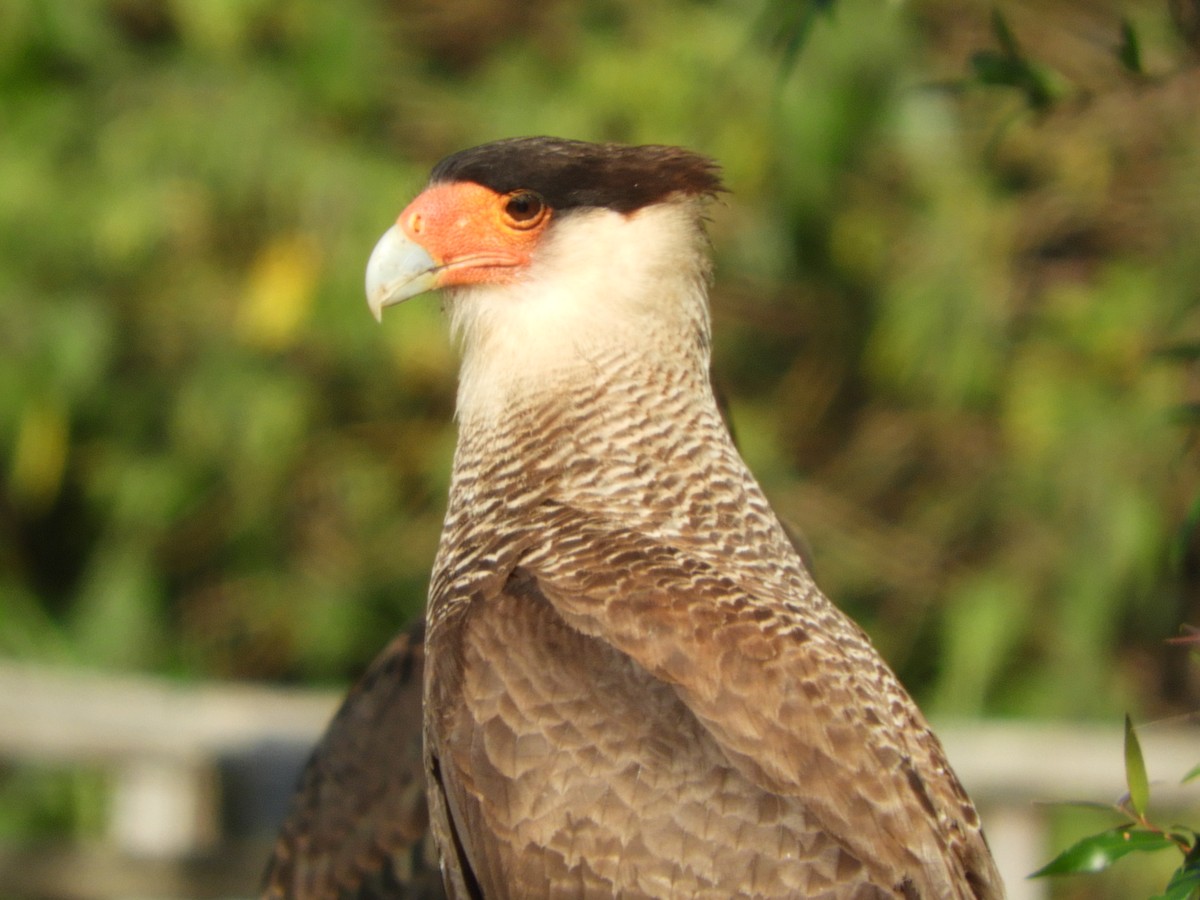 Crested Caracara - ML646414359