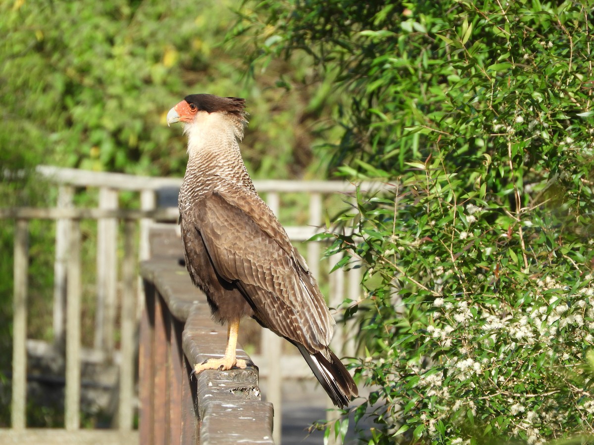 Crested Caracara - ML646414360