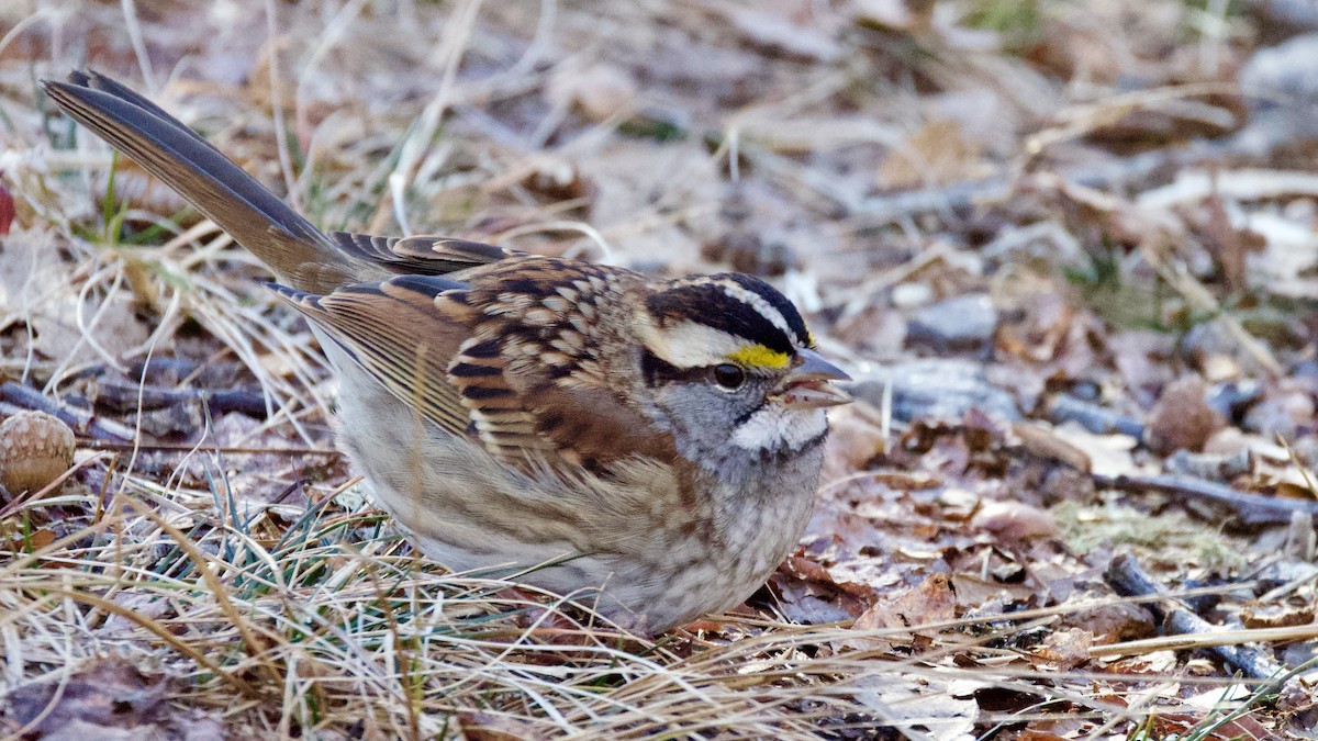White-throated Sparrow - ML646414361