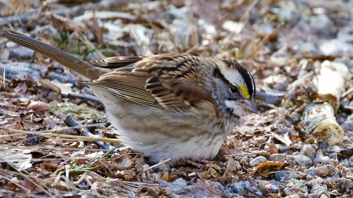 White-throated Sparrow - ML646414362
