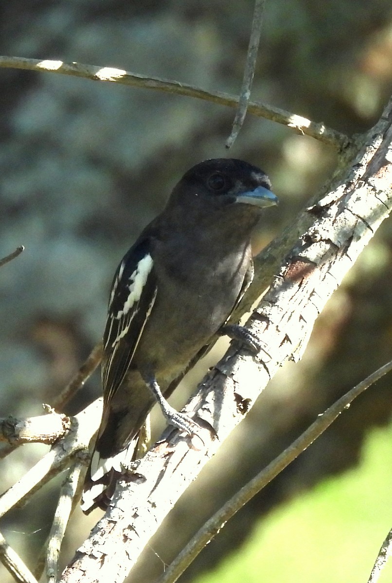 White-winged Becard - ML646414368