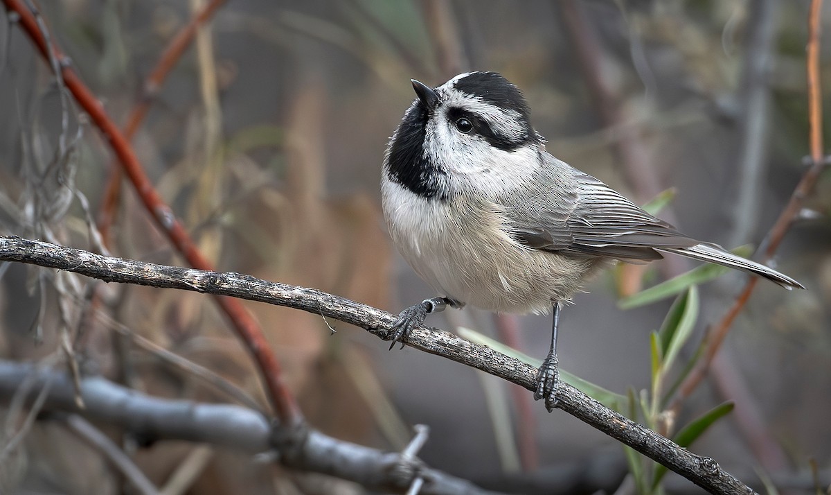Mountain Chickadee - ML646414369