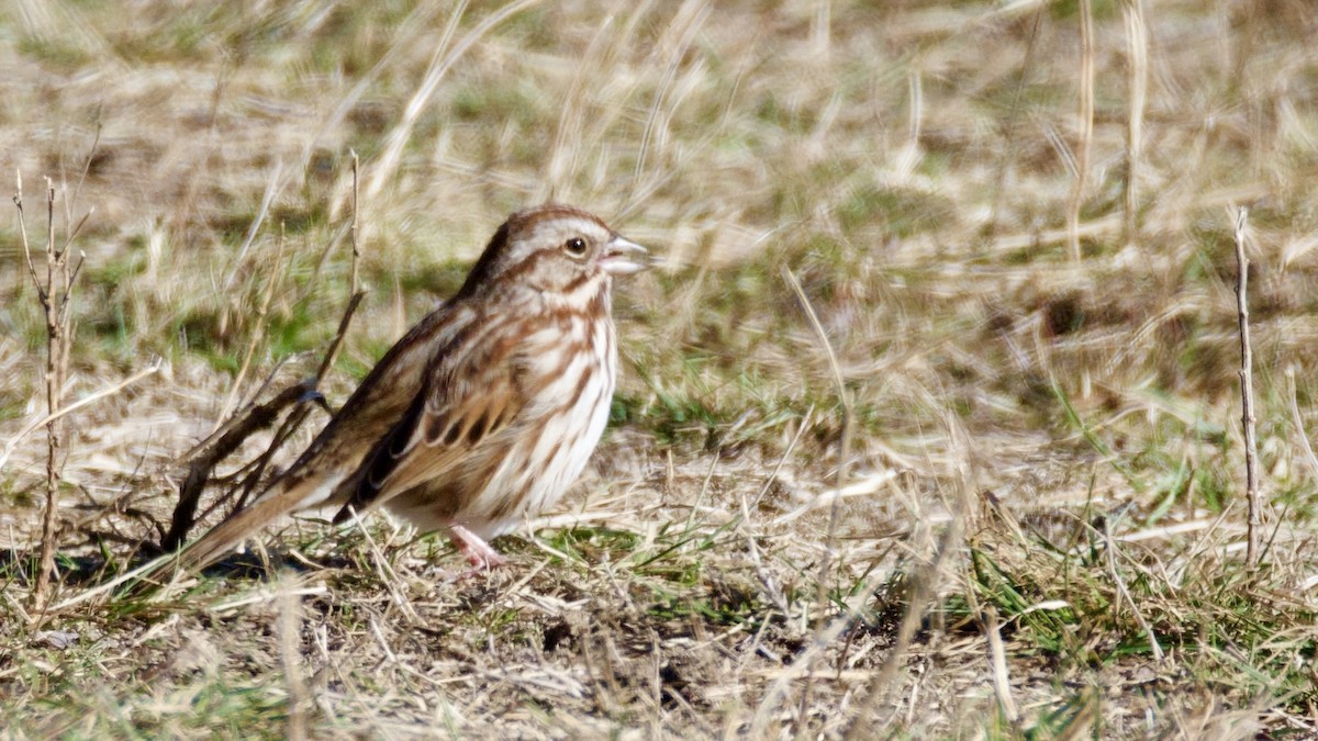 Song Sparrow - ML646414370