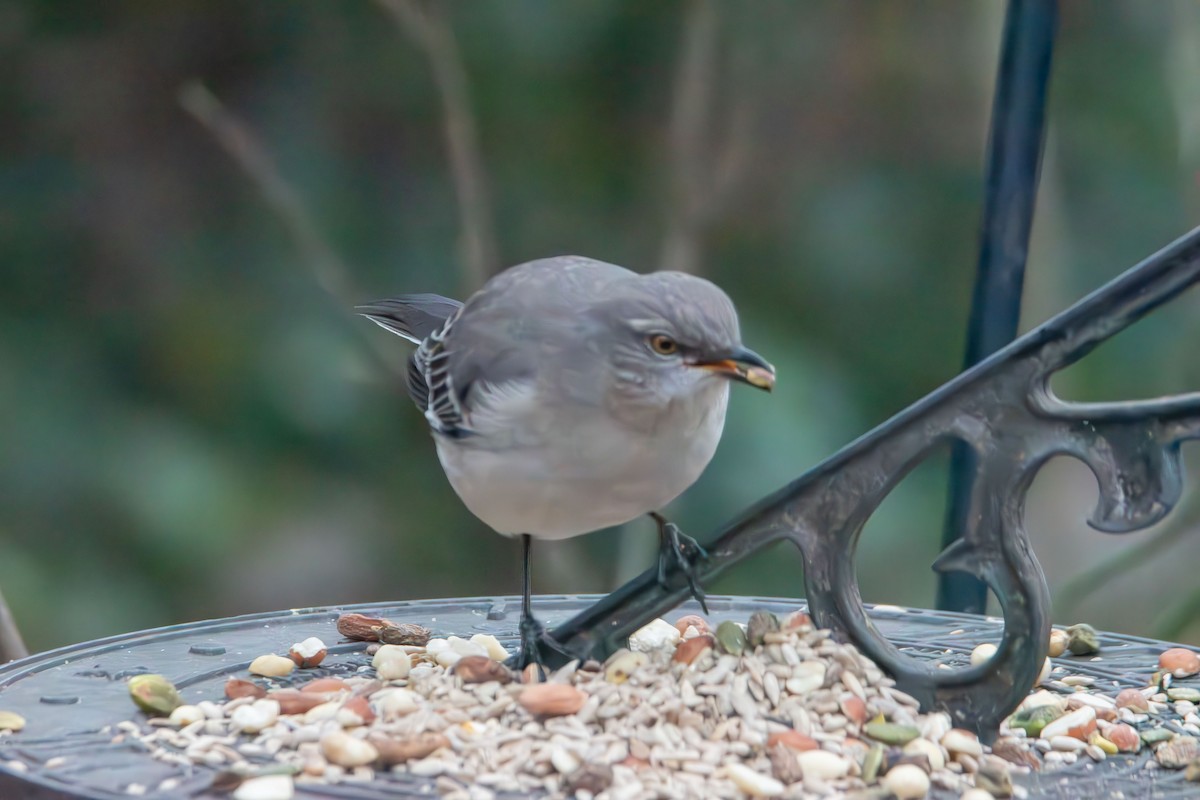 Northern Mockingbird - ML646414371