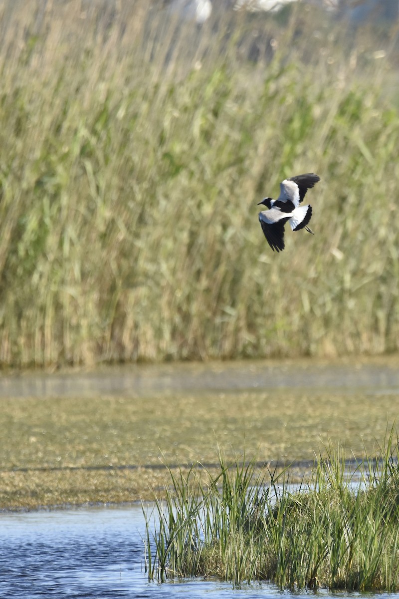 čejka běločelá - ML646414374