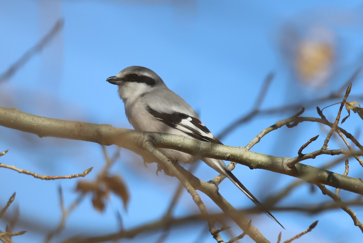 ťuhýk šedý (ssp. pallidirostris) - ML646414376