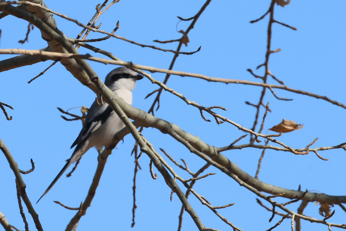 ťuhýk šedý (ssp. pallidirostris) - ML646414377