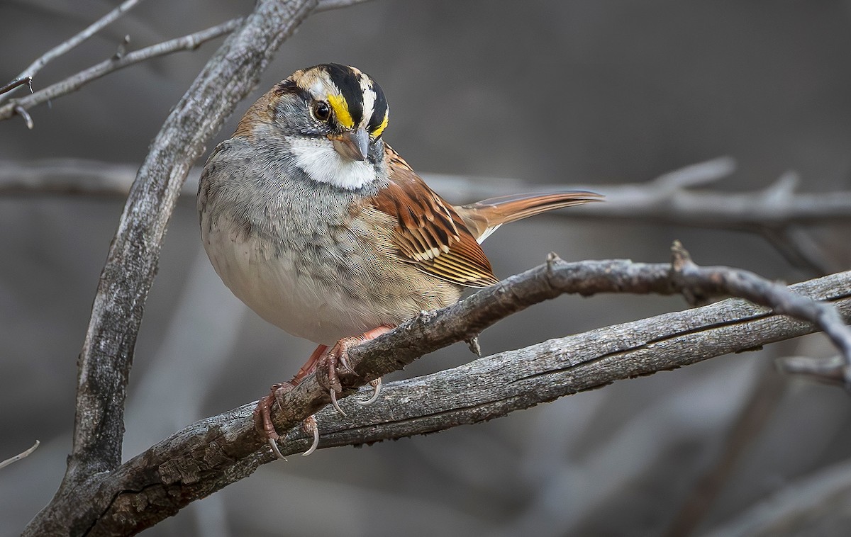 White-throated Sparrow - ML646414378