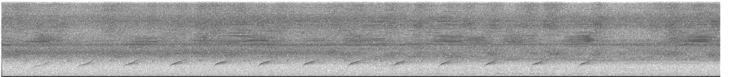 Манишковый муравьелов (heteroptera) - ML646414382