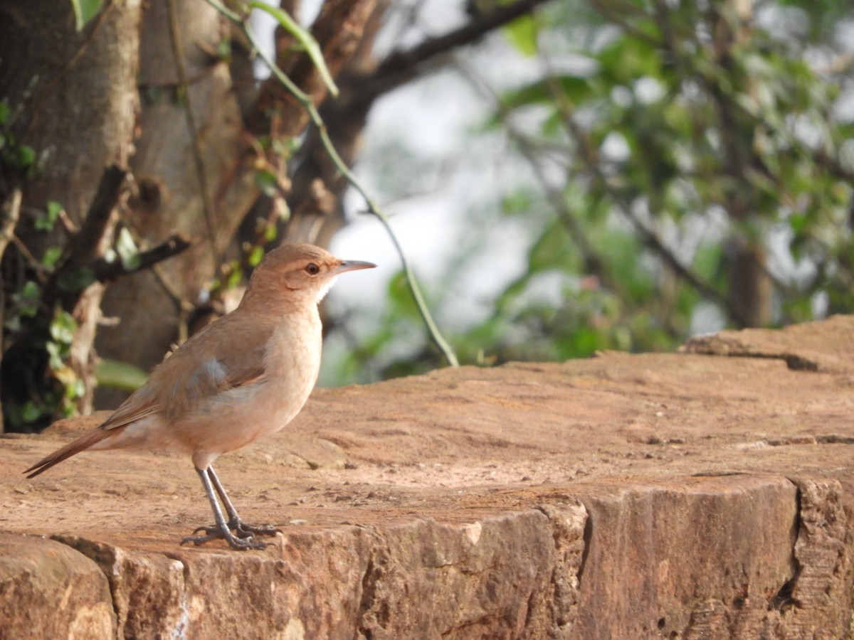 Rufous Hornero - ML646414383