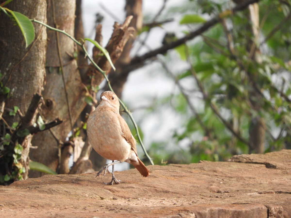 Rufous Hornero - ML646414384