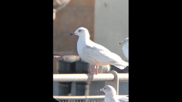 Полярная чайка (kumlieni/glaucoides) - ML646414386