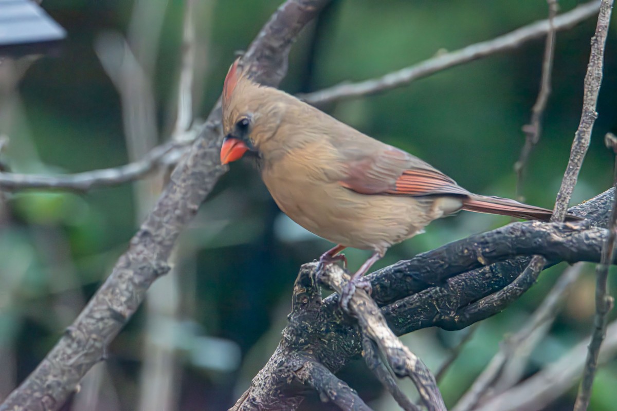 Northern Cardinal - ML646414387