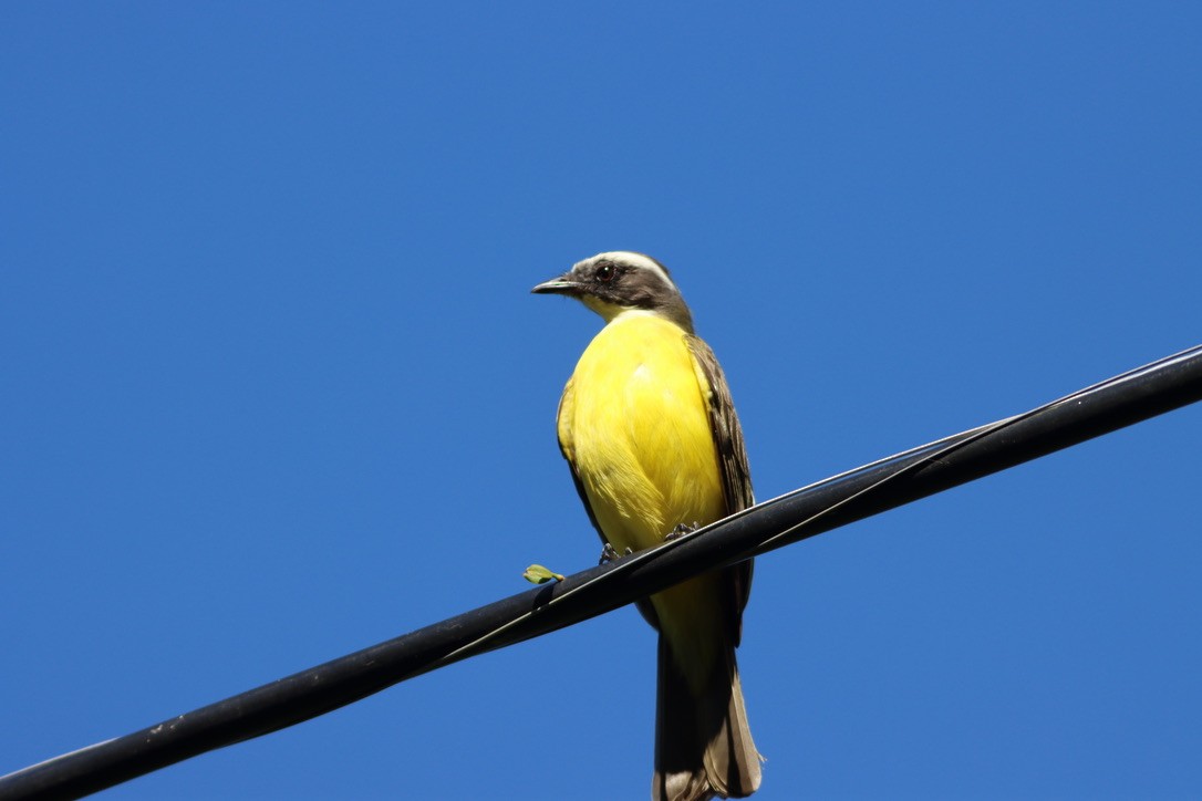 Rotscheitel-Maskentyrann - ML646414395