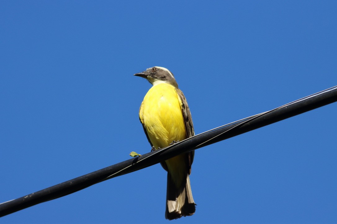 Rotscheitel-Maskentyrann - ML646414396