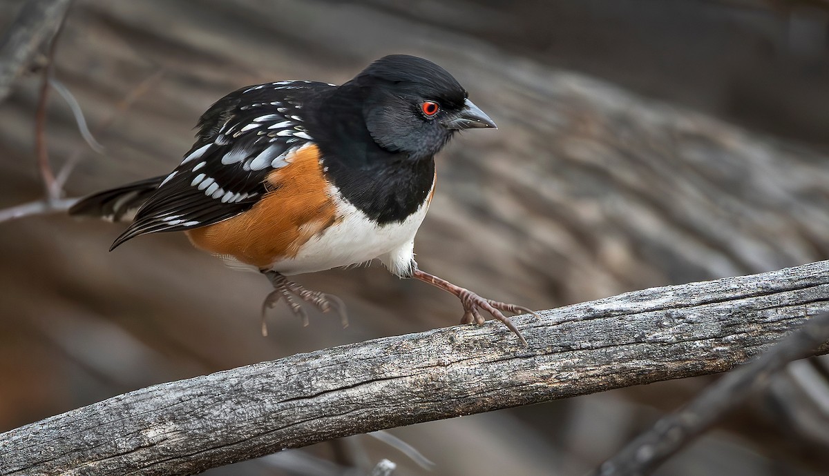 Spotted Towhee - ML646414399