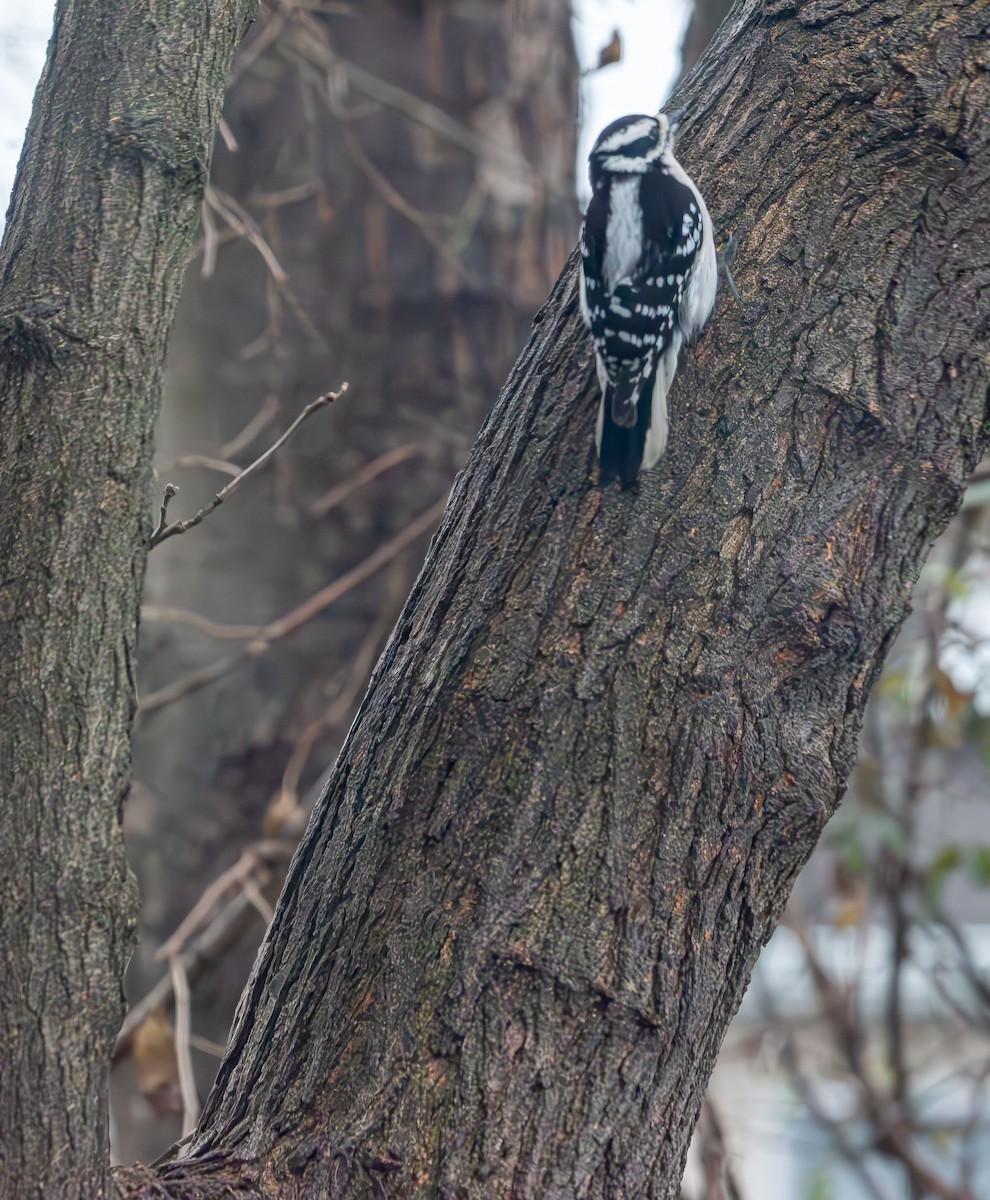 Downy Woodpecker - ML646414402