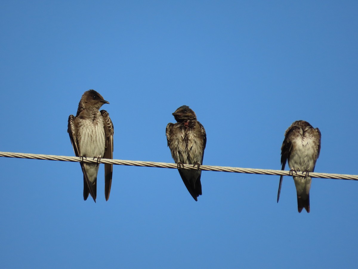 Elai purpura - ML646414403