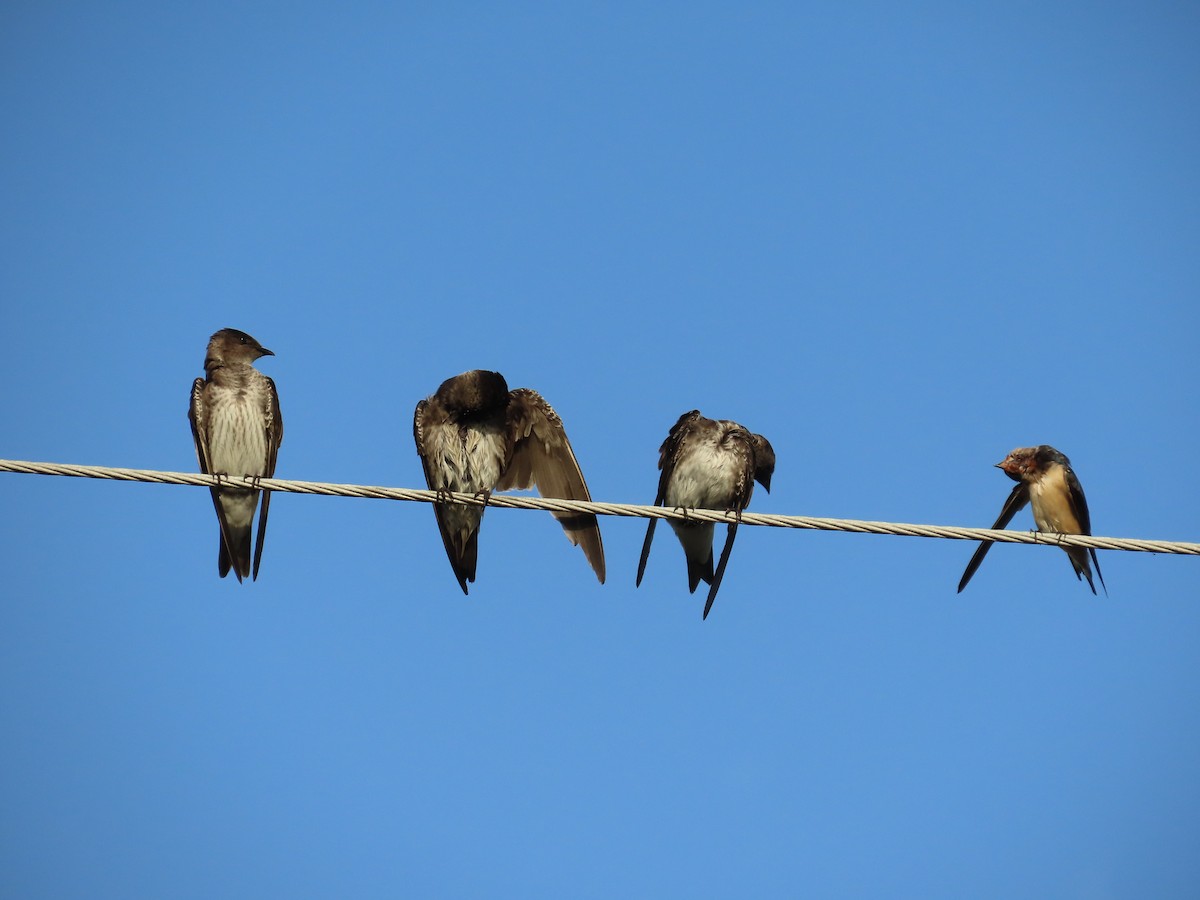 Elai purpura - ML646414404