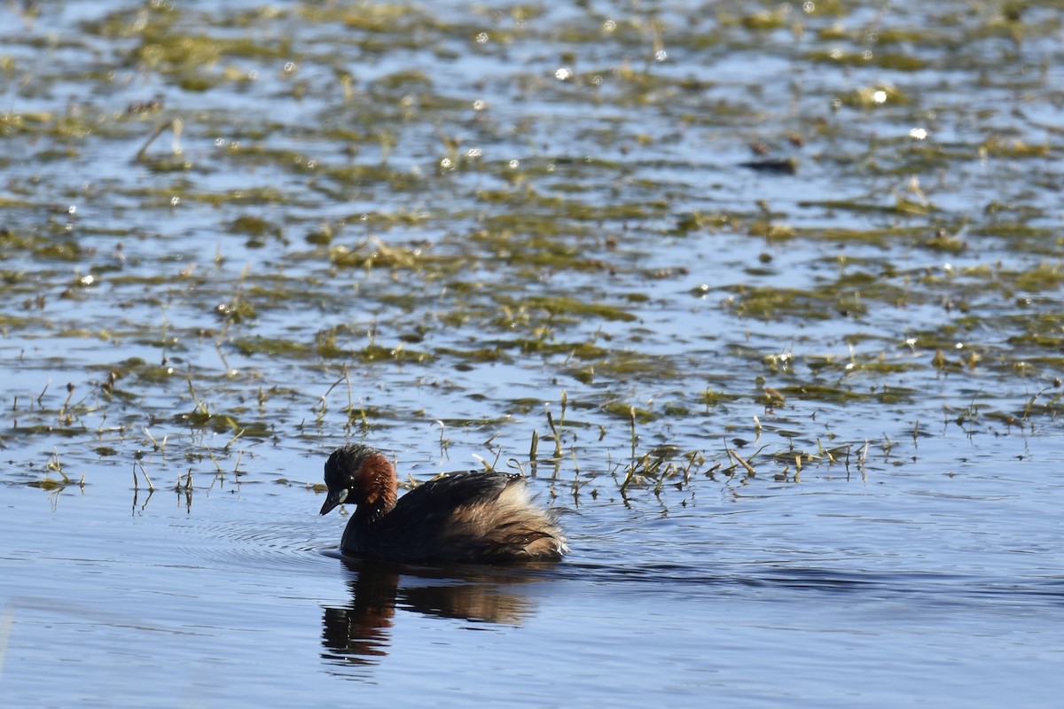 potápka malá - ML646414405