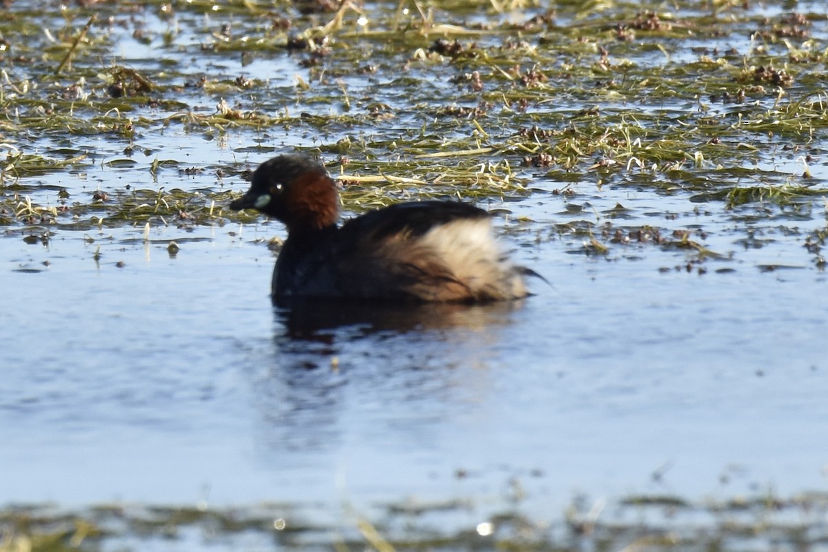 potápka malá - ML646414406