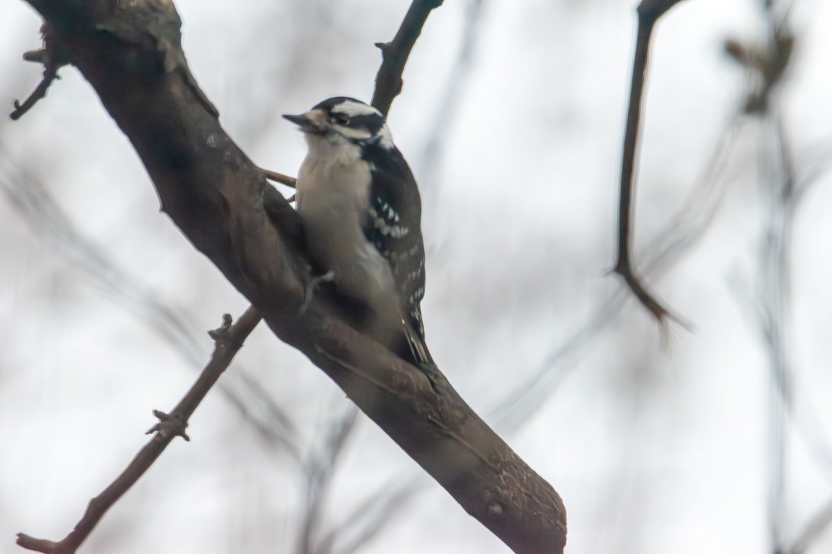 Downy Woodpecker - ML646414407