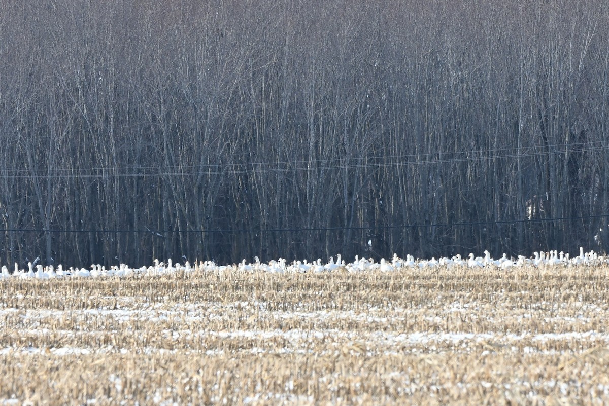 Snow Goose - ML646414409