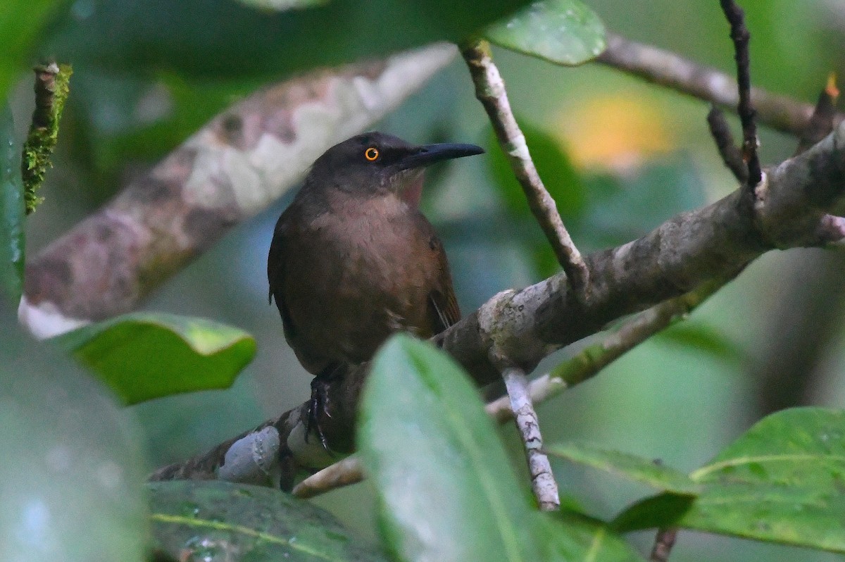 Brown Trembler - ML646414411