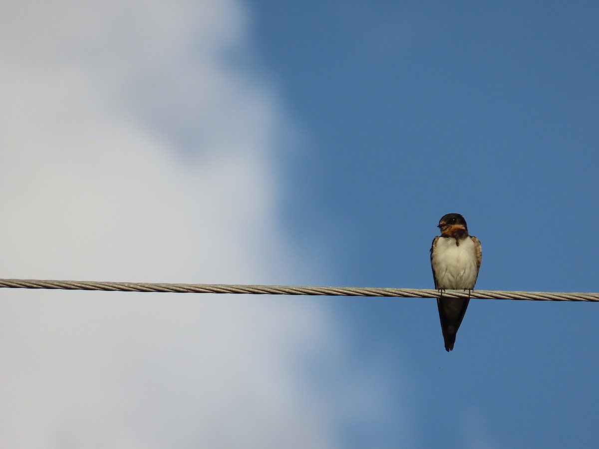 Barn Swallow - ML646414413