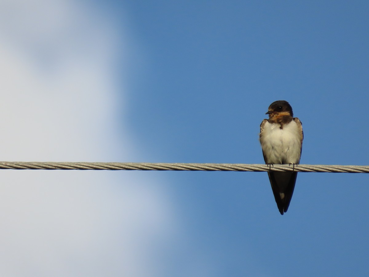 Barn Swallow - ML646414414