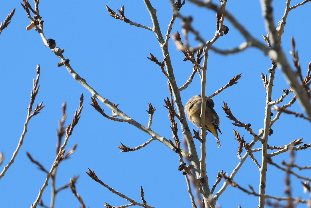 zvonek čínský - ML646414415